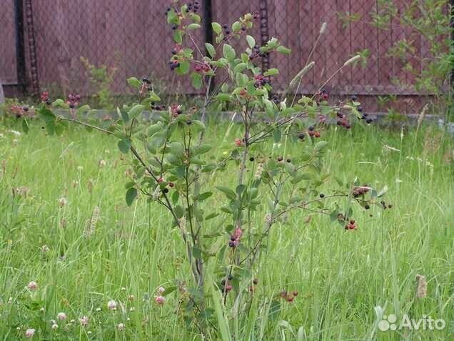 Саженцы ирги