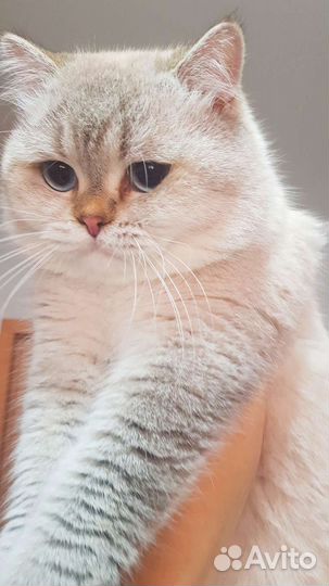 Кот на вязку