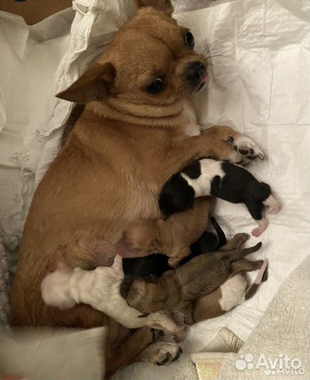 Кастрация и стерилизация котов кошек собак