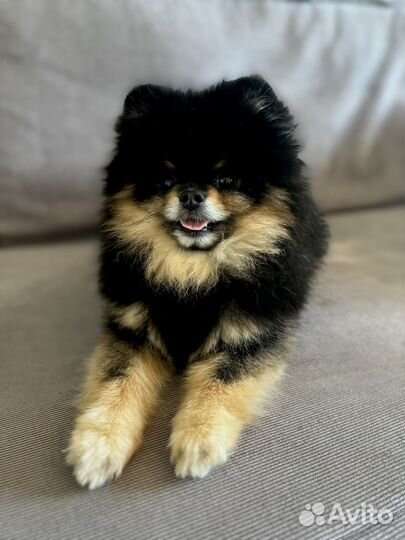 Померанский шпиц мини вязка