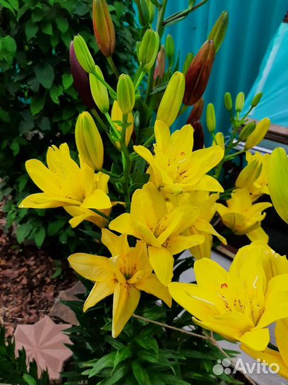 Сортовая Лилия