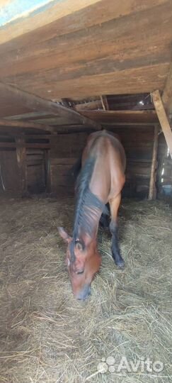 Жеребчик годовалый