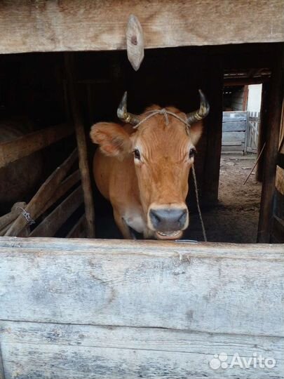 Корова дойная с теленком