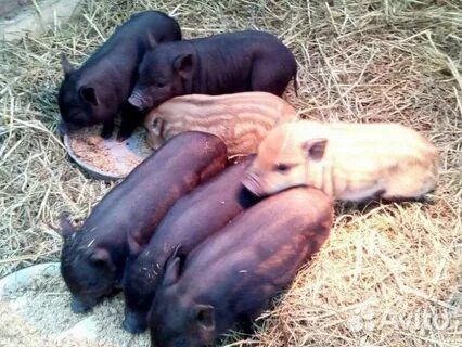 Вьетнамские вислобрюхие поросята