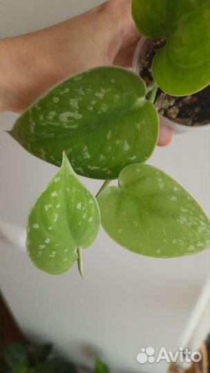 Растение Сциндапсус / Эпипремнум Сильвер Энн