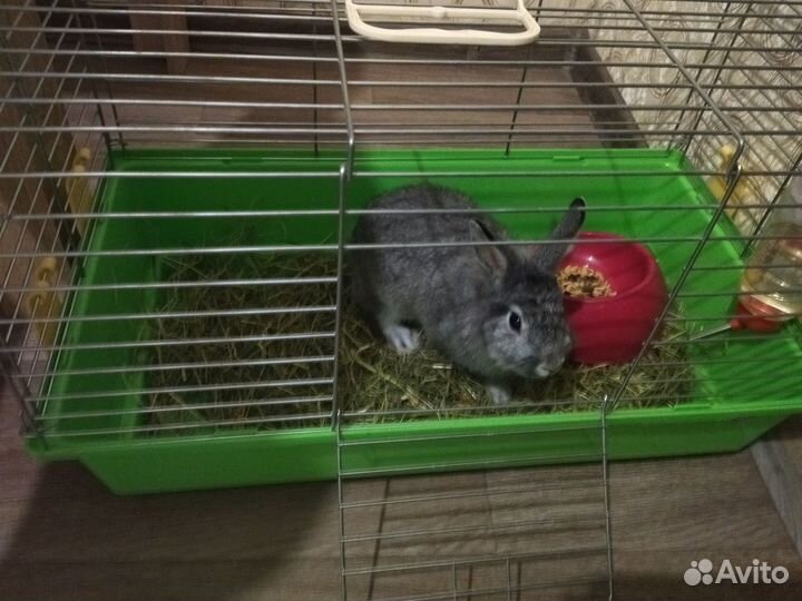 Продам декоративного кролика