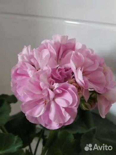 Пеларгонии сортовые