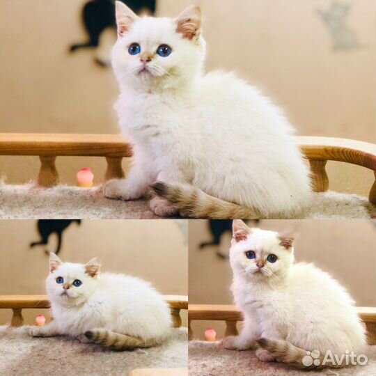 Плюшевые вислоушки и прямоушки.Реальные фото.Вязка