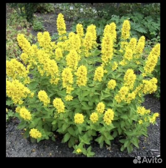 Ирисы бородатые, вербейник