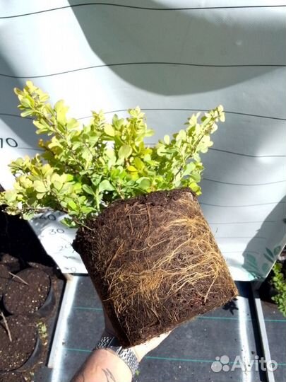 Многолетники и кустарники оптом в С3