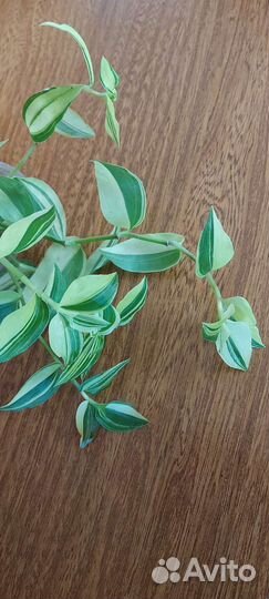 Укорененные черенки традесканций