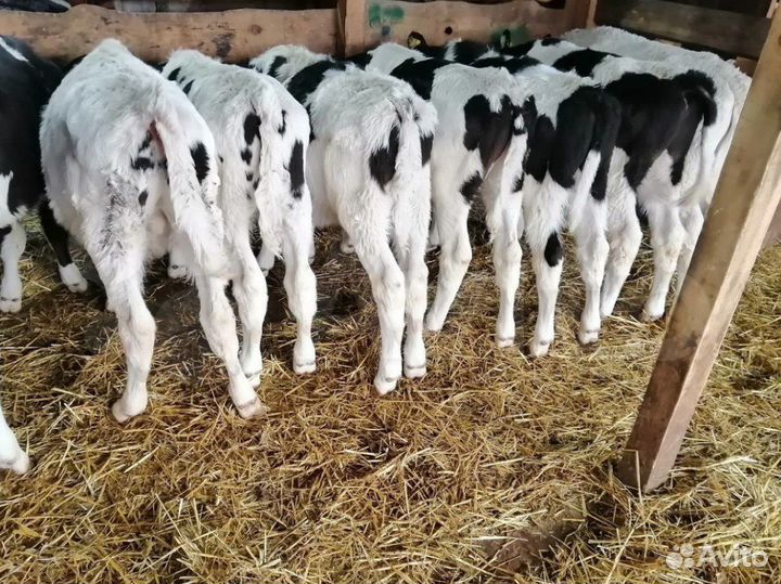 Бычки с доставкой