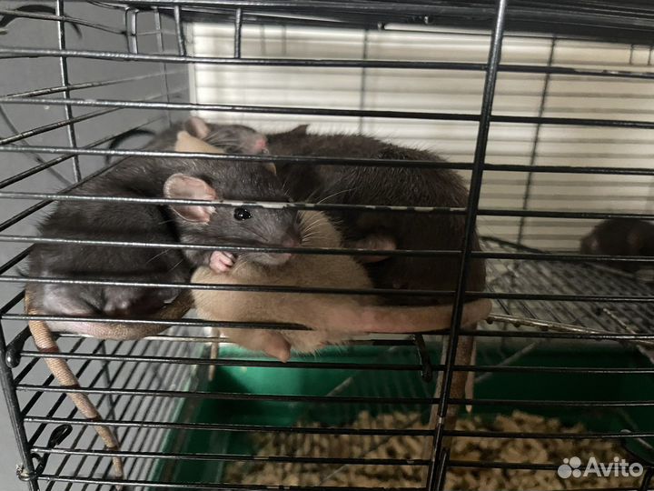 Крысята дамбо, дабл рекс, крыски, крысы