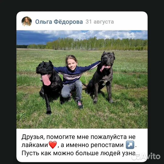 Кане Корсо
