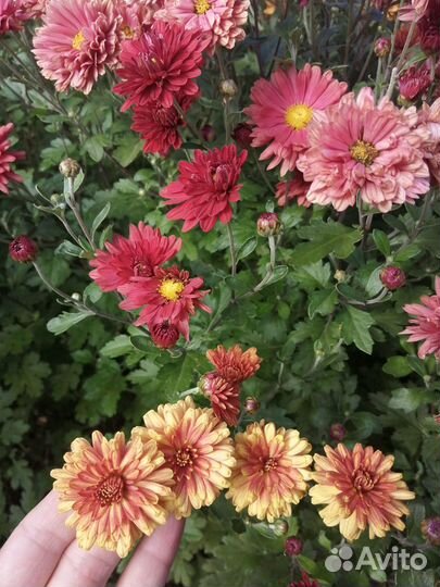 Многолетние, лилейники,монарды, хризант,ирис