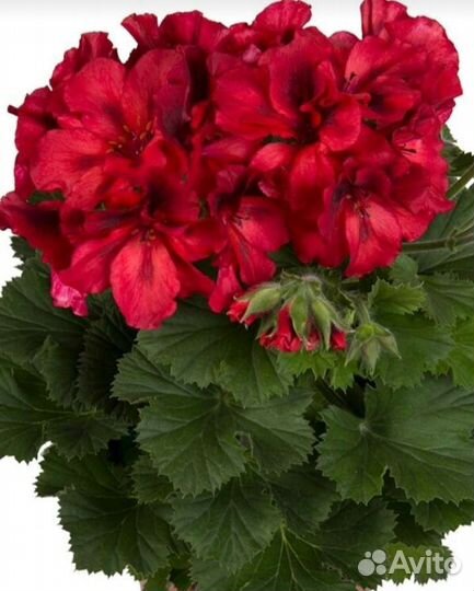 Герань королевская