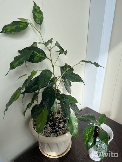 Фикусы бенджамина Редкие