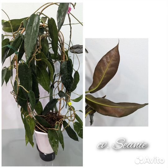 Хойя срезы 2