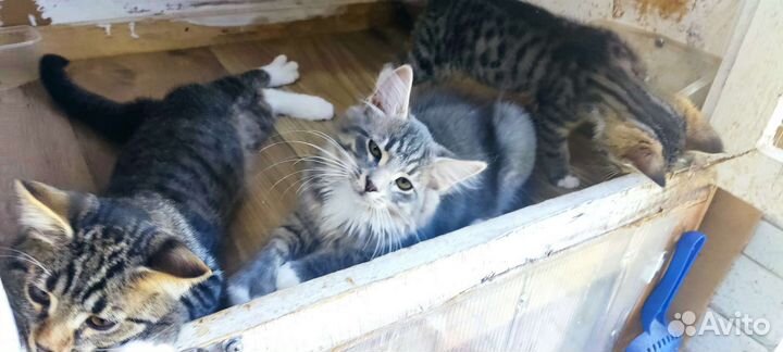 Шикарный серый котенок 3,5 мес