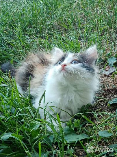 Трехцветная кошечка