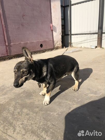 Отдам собаку в добрые руки