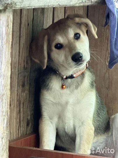 Щенки ищут дом