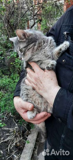 Кошка ласковая в дар