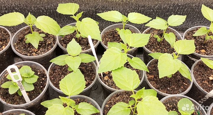 Катальпа Овата