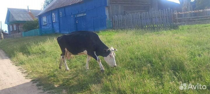 Коровы дойные молочные
