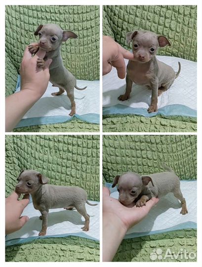 Детки той-терьера