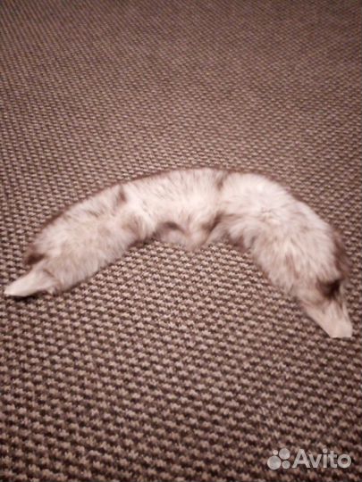 Шкурка песца