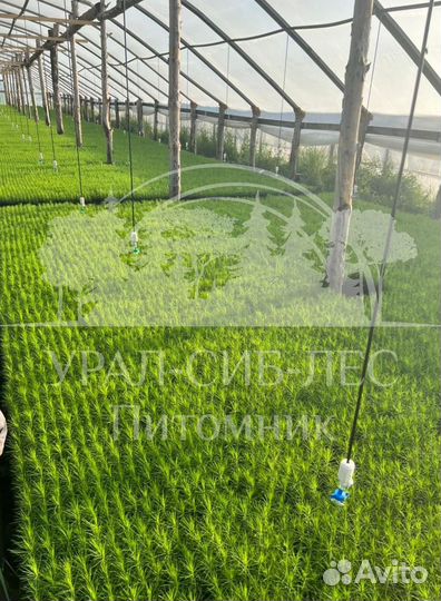 Голубая ель зкс сеянцы для лесовосстановления