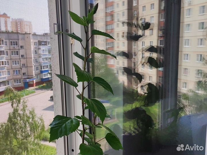 Гибискус китайская роза