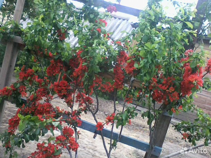 Уличные цветы