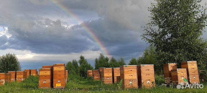 Пчелопакеты Карника