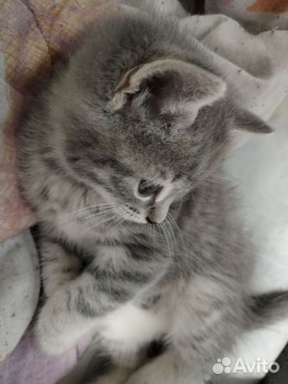 Британские котята