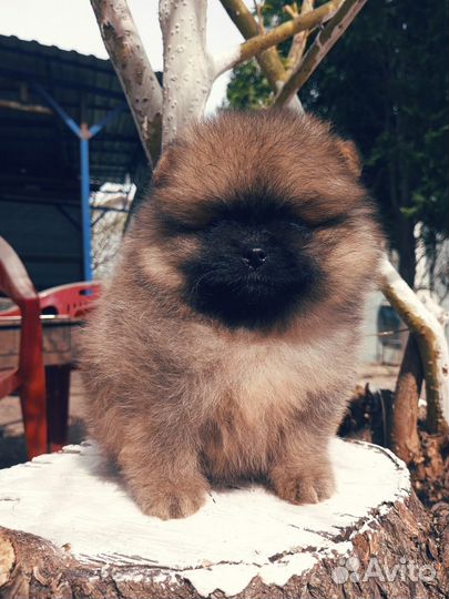 Рыжая класска