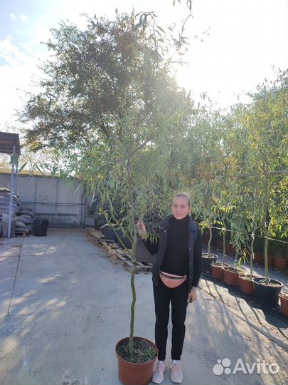 Ива тортулоза