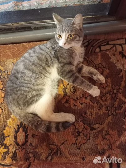 Котик в добрые руки Тимошка