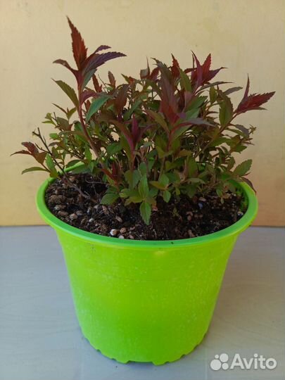 Спирея японская 