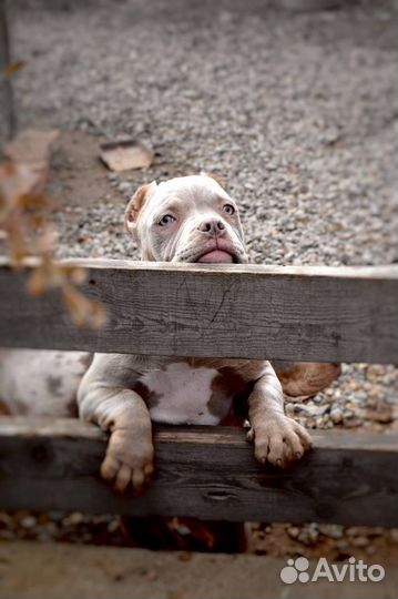 Американский булли покет