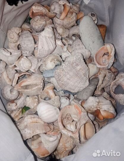 Ракушки чёрного моря