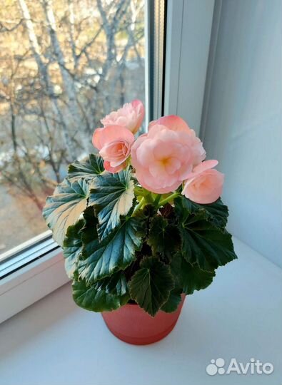 Бегония, молодой куст в горшке