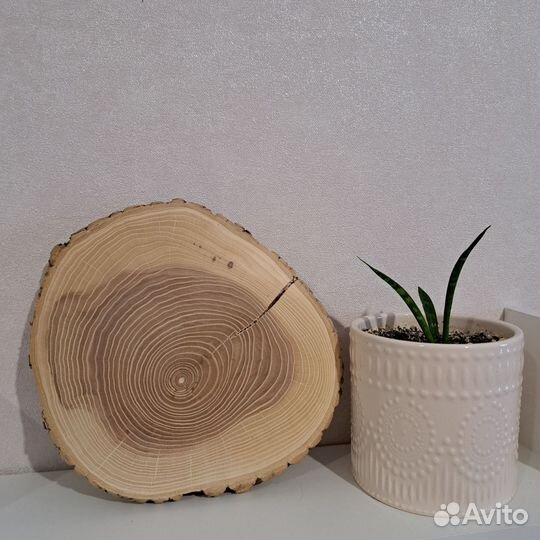 Срезы дерева обработанные для декора, для поделок