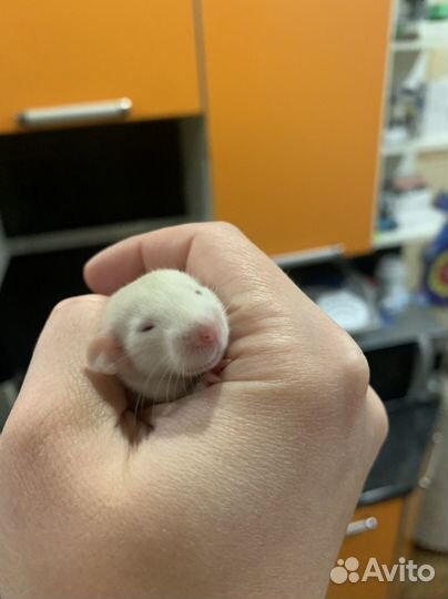 Декоративные крысята