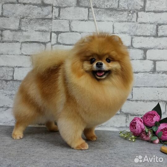 Профессиональная стрижка собак