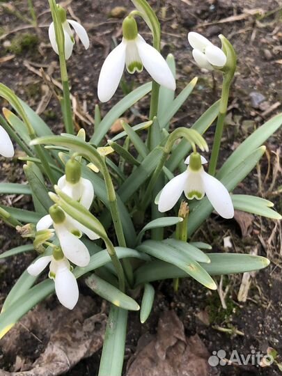 Цветы садовые многолетники