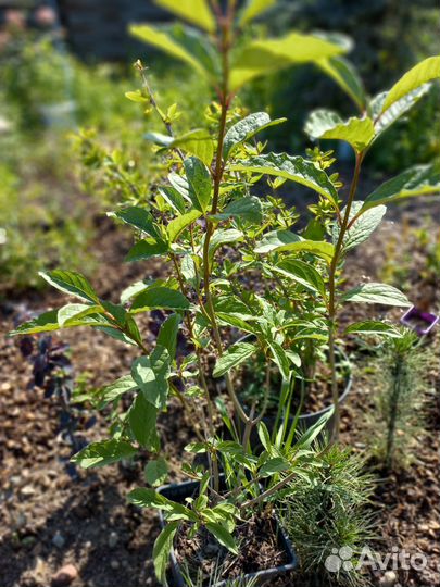 Кизильник,барбарис,дерен,спиреи