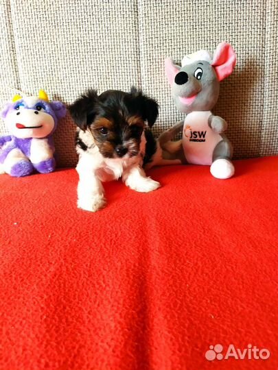 Мальчики Бивер девочки