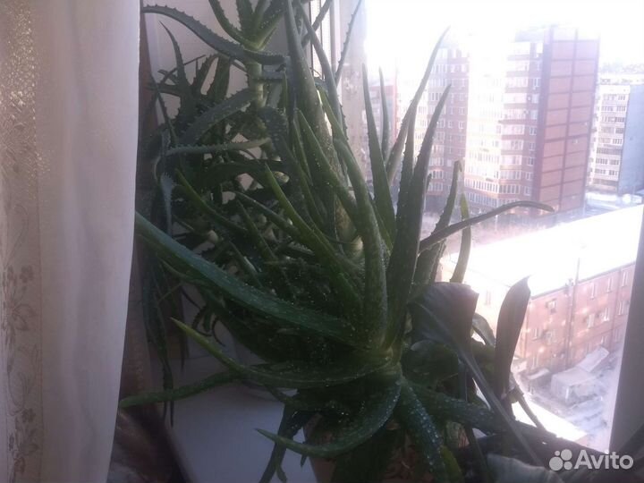 Алоэ лечебный